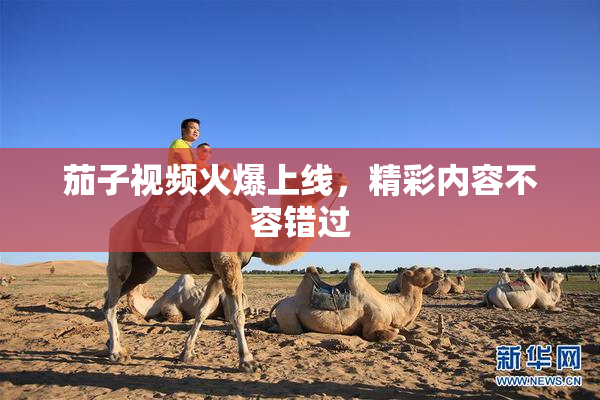 茄子视频火爆上线，精彩内容不容错过