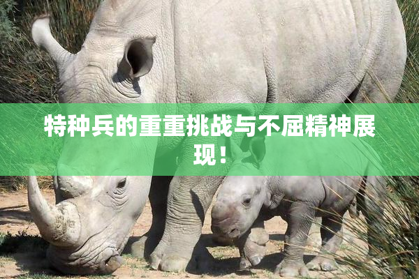 特种兵的重重挑战与不屈精神展现！