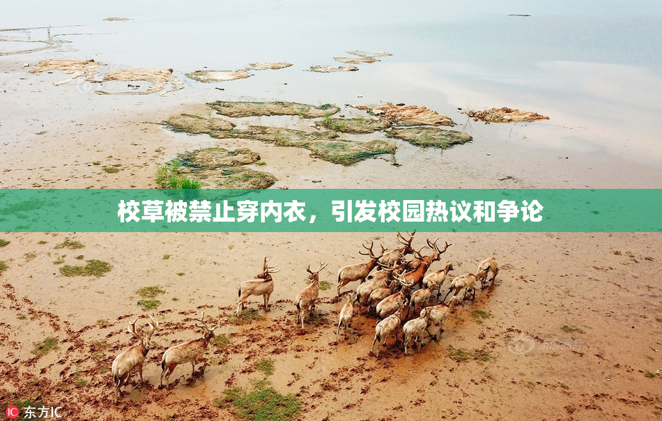 校草被禁止穿内衣，引发校园热议和争论