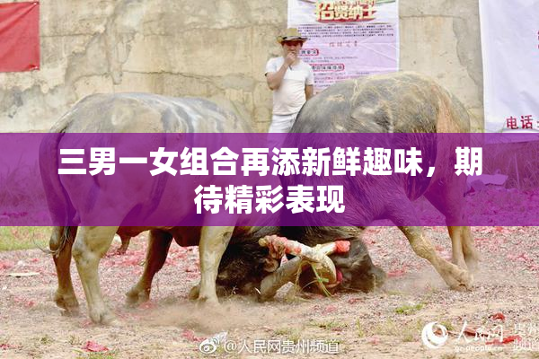 三男一女组合再添新鲜趣味，期待精彩表现