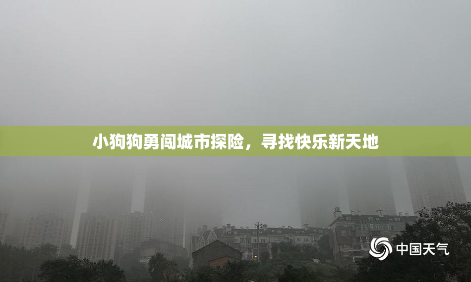 小狗狗勇闯城市探险，寻找快乐新天地