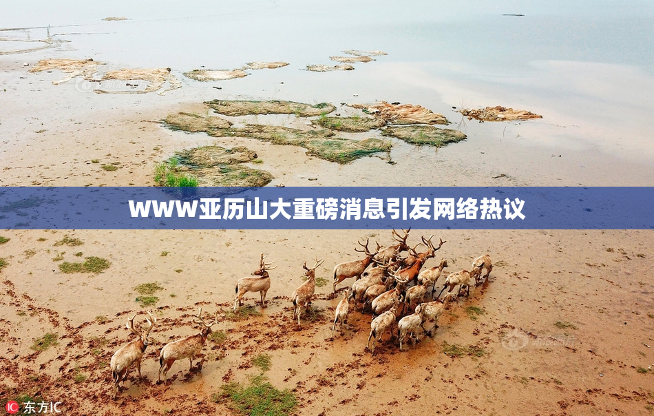 WWW亚历山大重磅消息引发网络热议