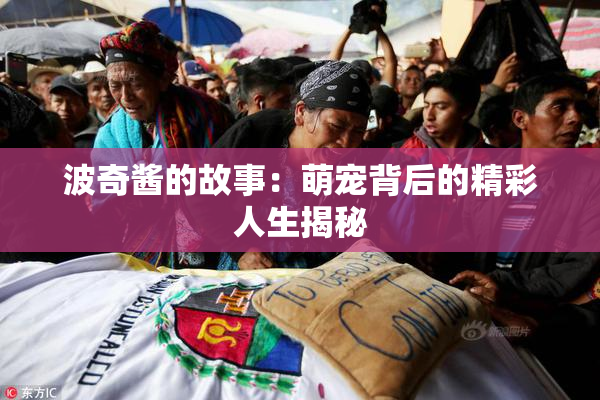 波奇酱的故事：萌宠背后的精彩人生揭秘