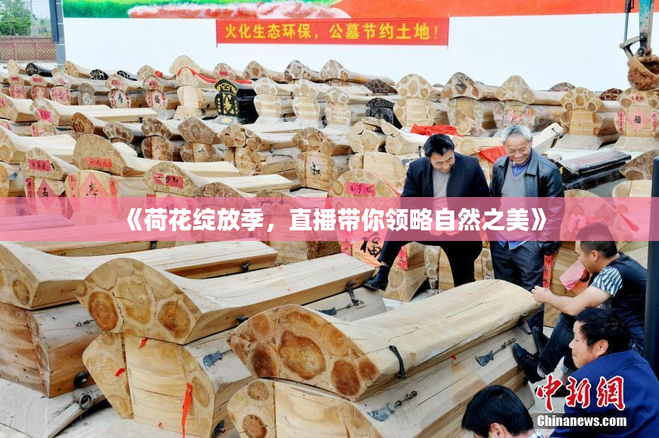 《荷花绽放季，直播带你领略自然之美》