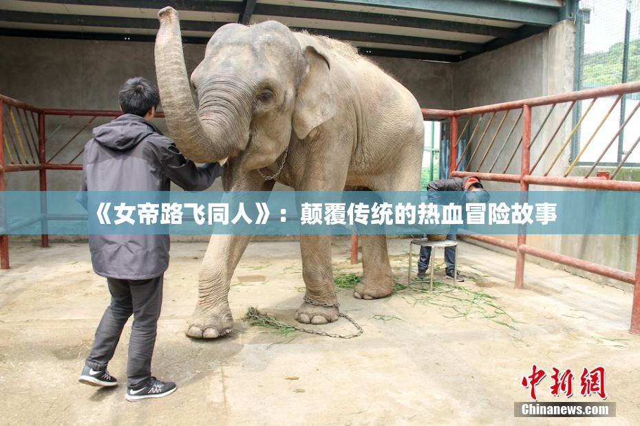 《女帝路飞同人》：颠覆传统的热血冒险故事