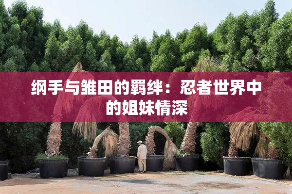 纲手与雏田的羁绊：忍者世界中的姐妹情深