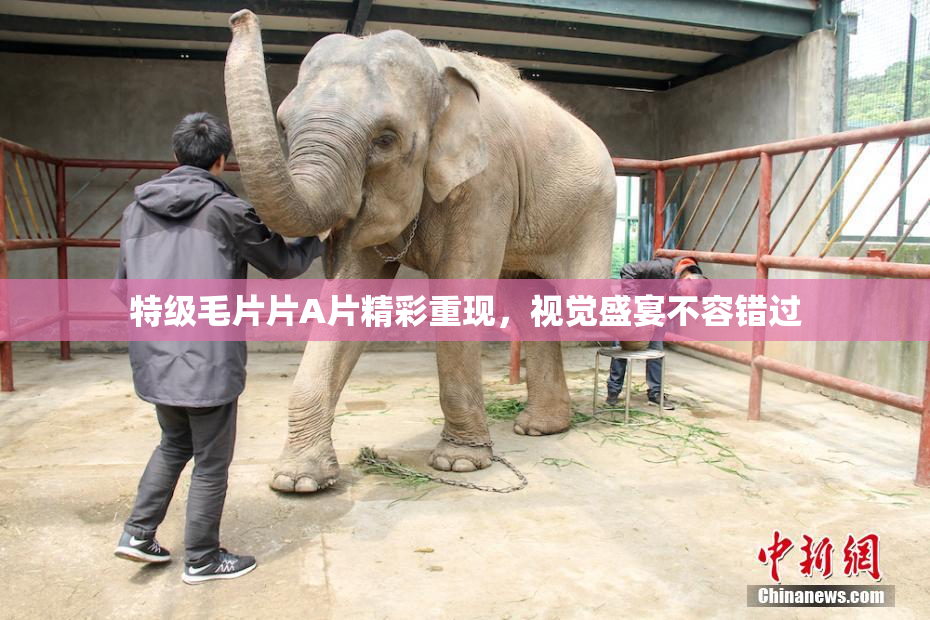 特级毛片片A片精彩重现，视觉盛宴不容错过